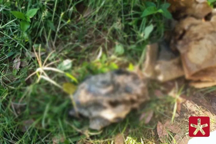 ossada de animais encontradas no quintal da residência