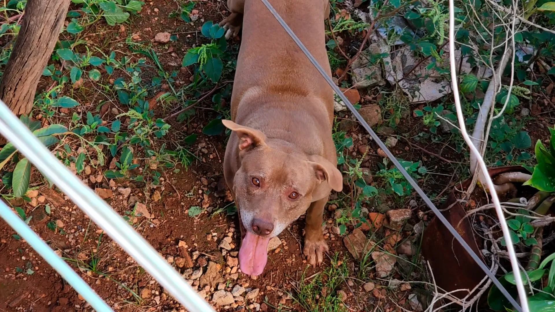 animal abandonado