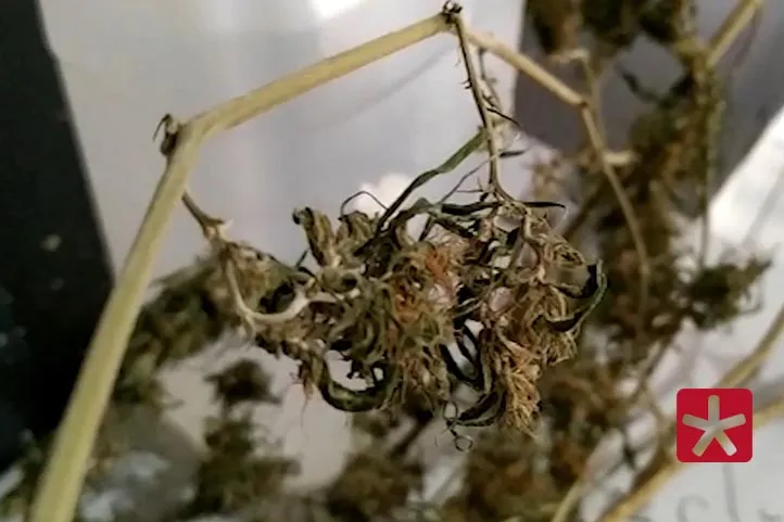 imagem de arquivo mostrando parte de uma planta de maconha