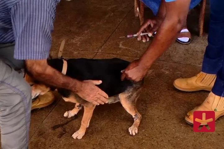 imagem colorida, mostrando duas pessoas segurando um cachorro e uma delas com uma seringa para a aplicação da vacina contra a raiva no cãozinho caramelo