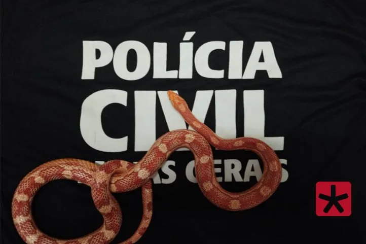Cobra é apreendida em residência durante operação de combate ao tráfico de drogas