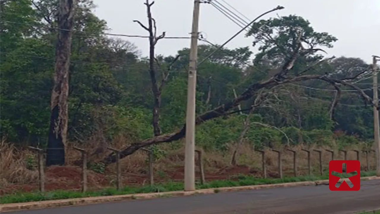 Queda de árvore na Mata do Cachorro atinge rede elétrica