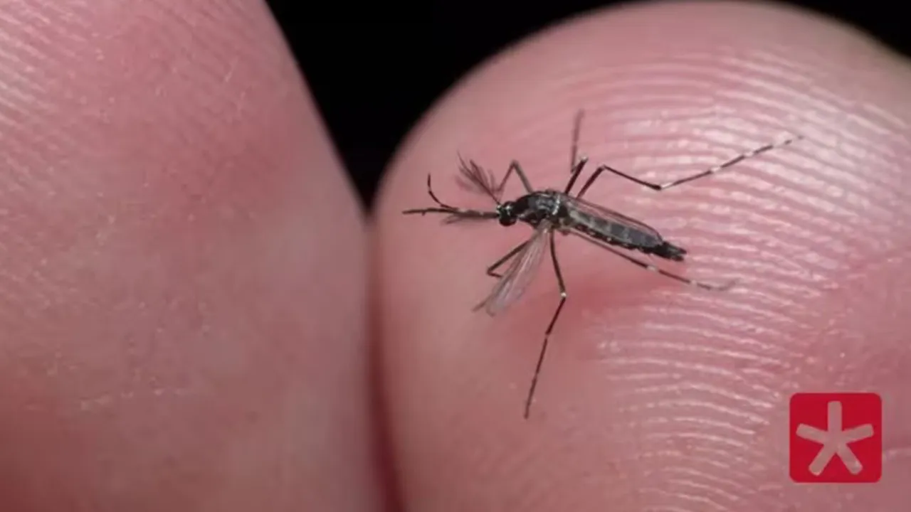 Mosquito Aedes aegypti
