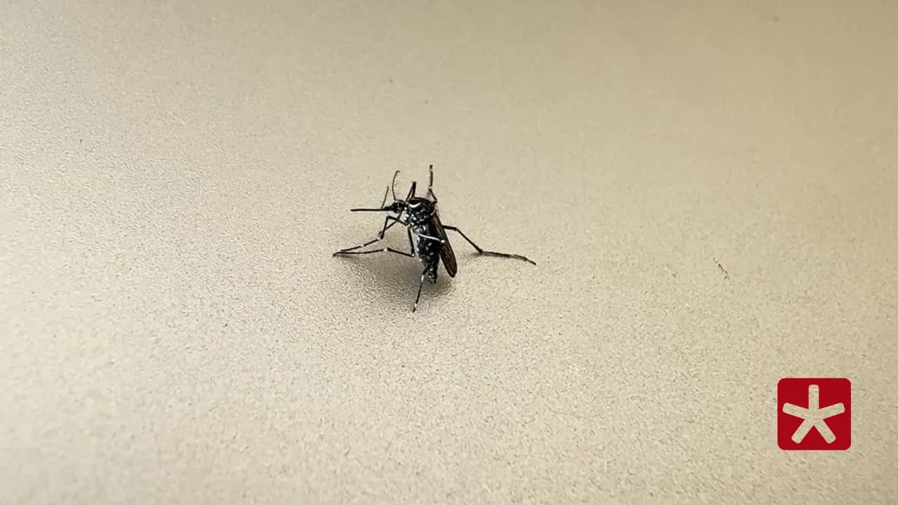 Patos de Minas fecha 2024 com mais de 13 mil casos de dengue confirmados