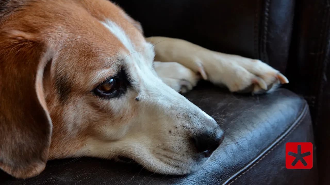 Pesquisa aponta que 52,3% dos animais apresentam tremores