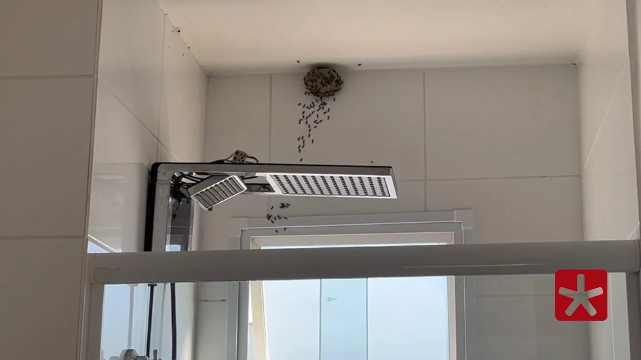 Insetos foram capturados e soltos longe da área urbana 
