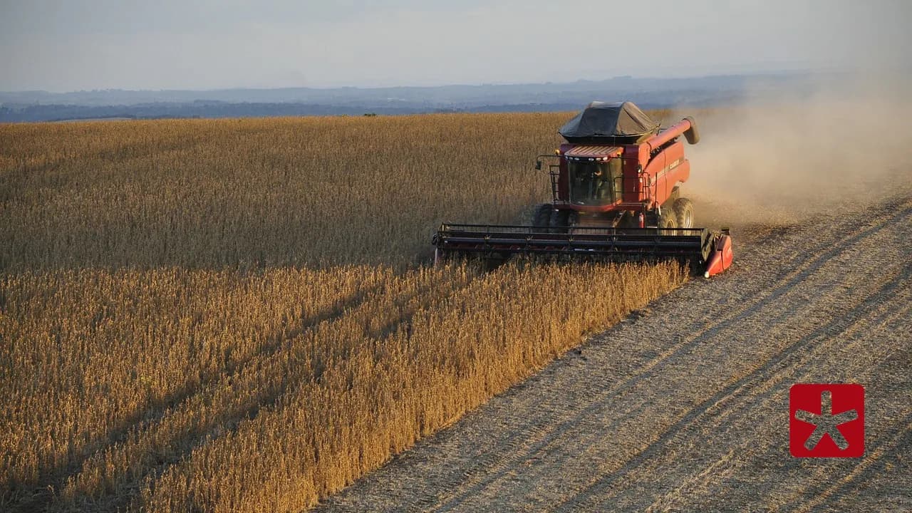Rendimentos têm superado expectativas para produtores de Minas Gerais e Mato Grosso