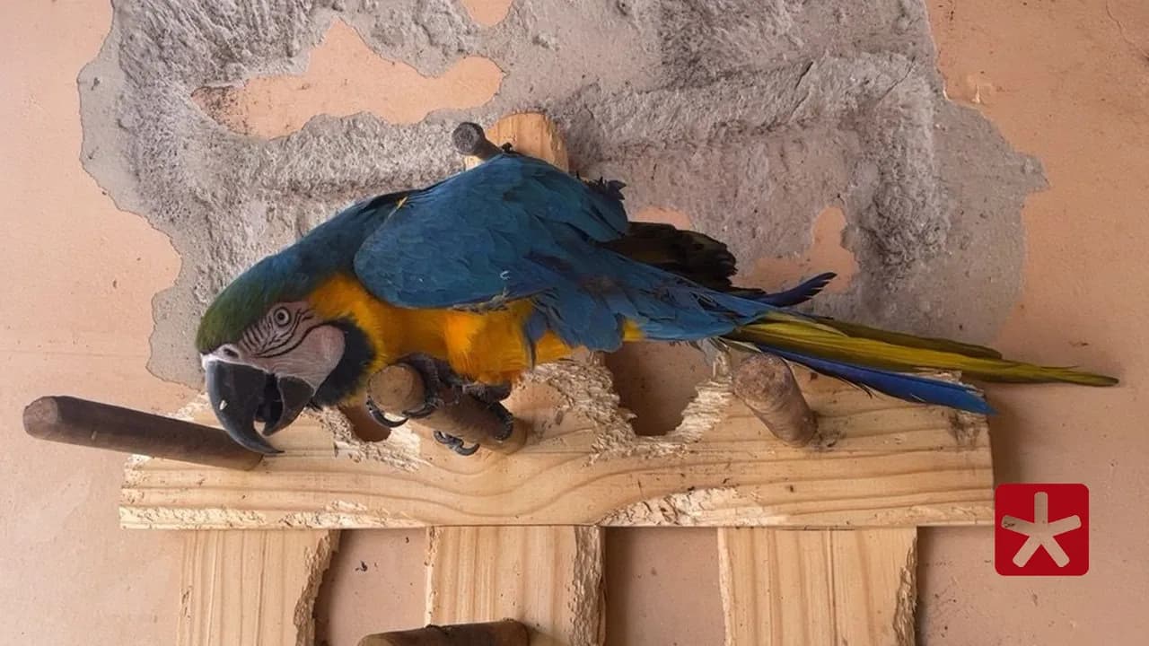 Até o momento, não se sabe as condições em que a arara foi encontrada