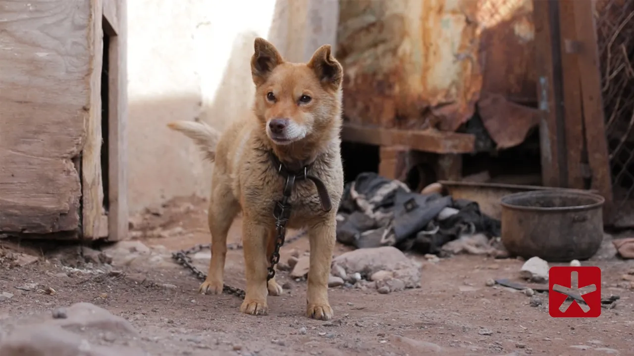Quem manter animais amarrados de forma constante pode ser penalizado