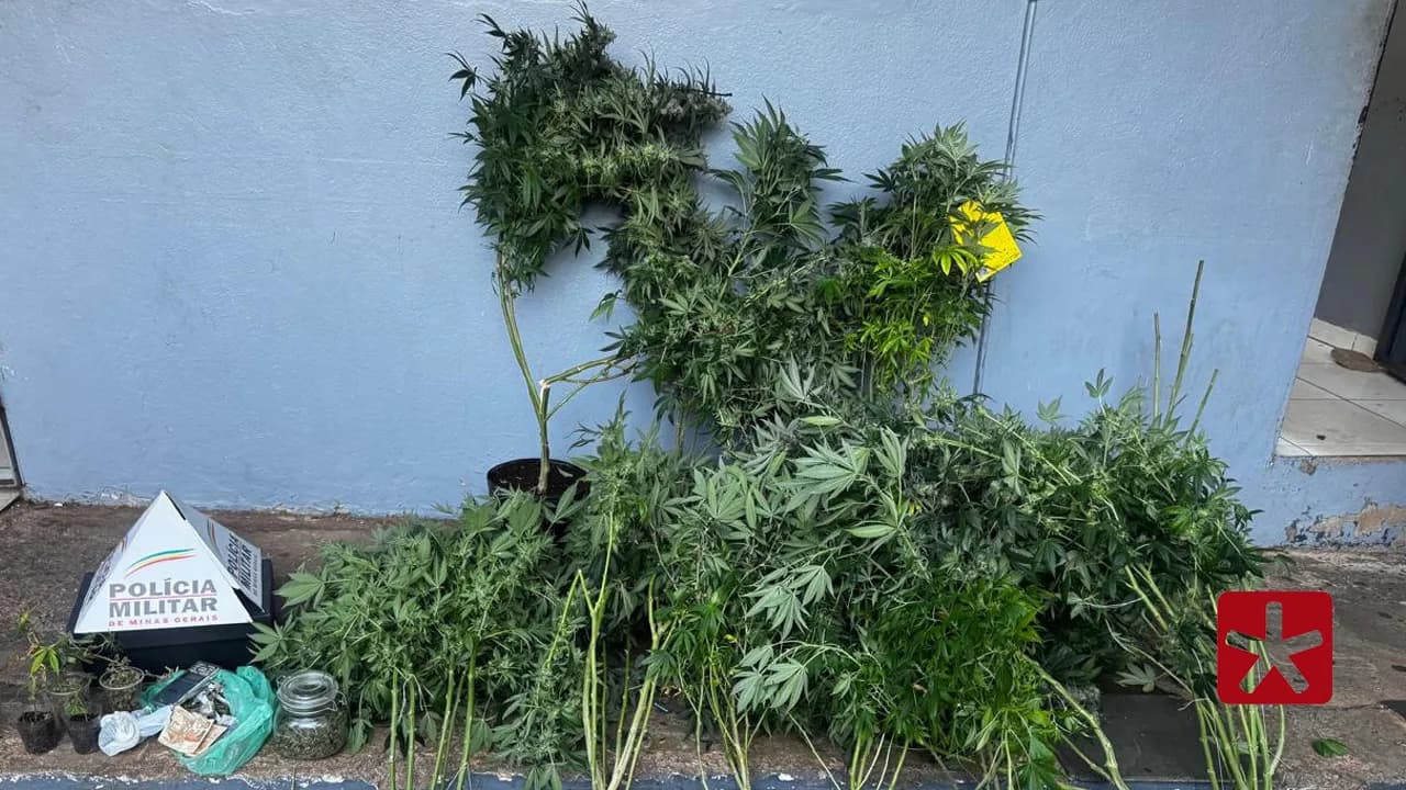 Foram apreendidos 11 pés de maconha de grande porte e 14 mudas de planta