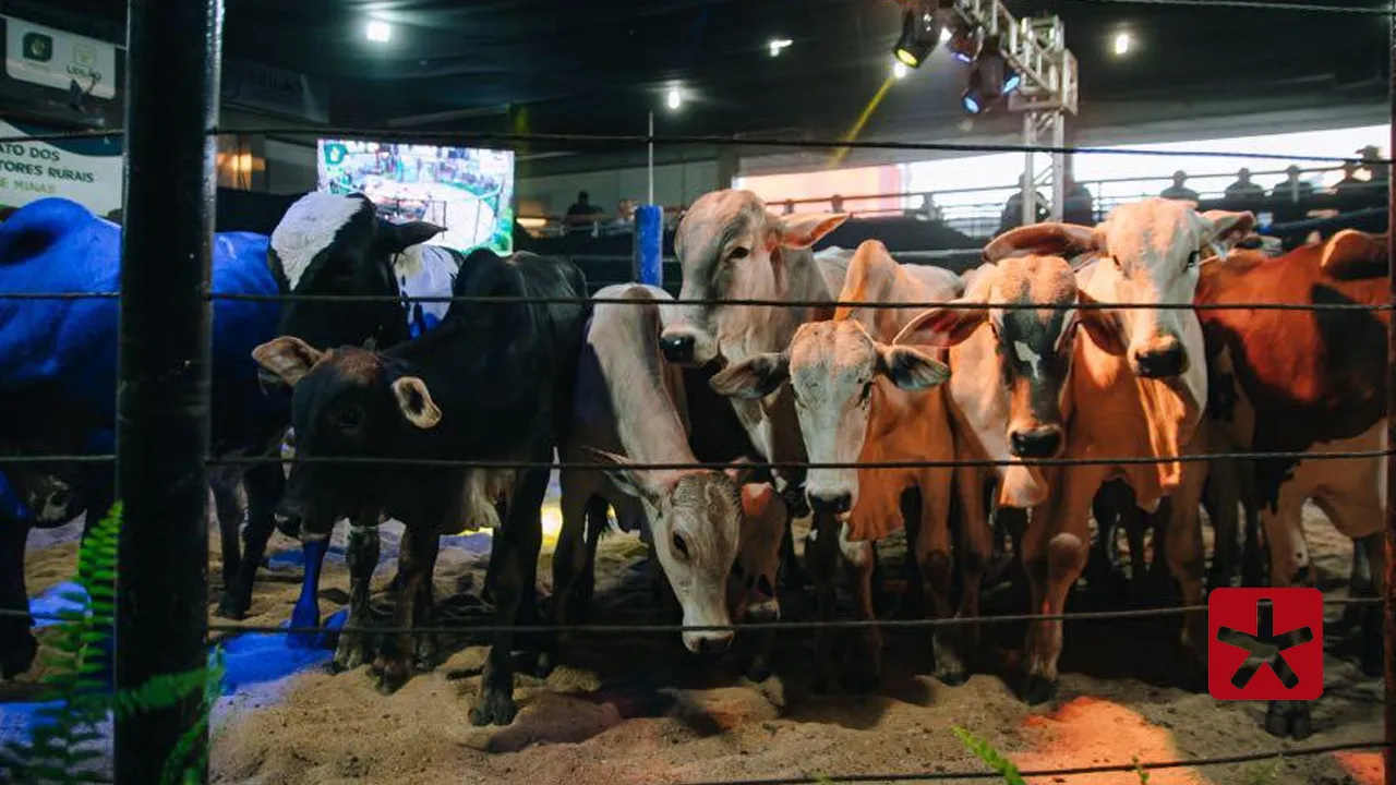 Evento conecta produtores, valoriza pecuária e movimenta negócios do setor