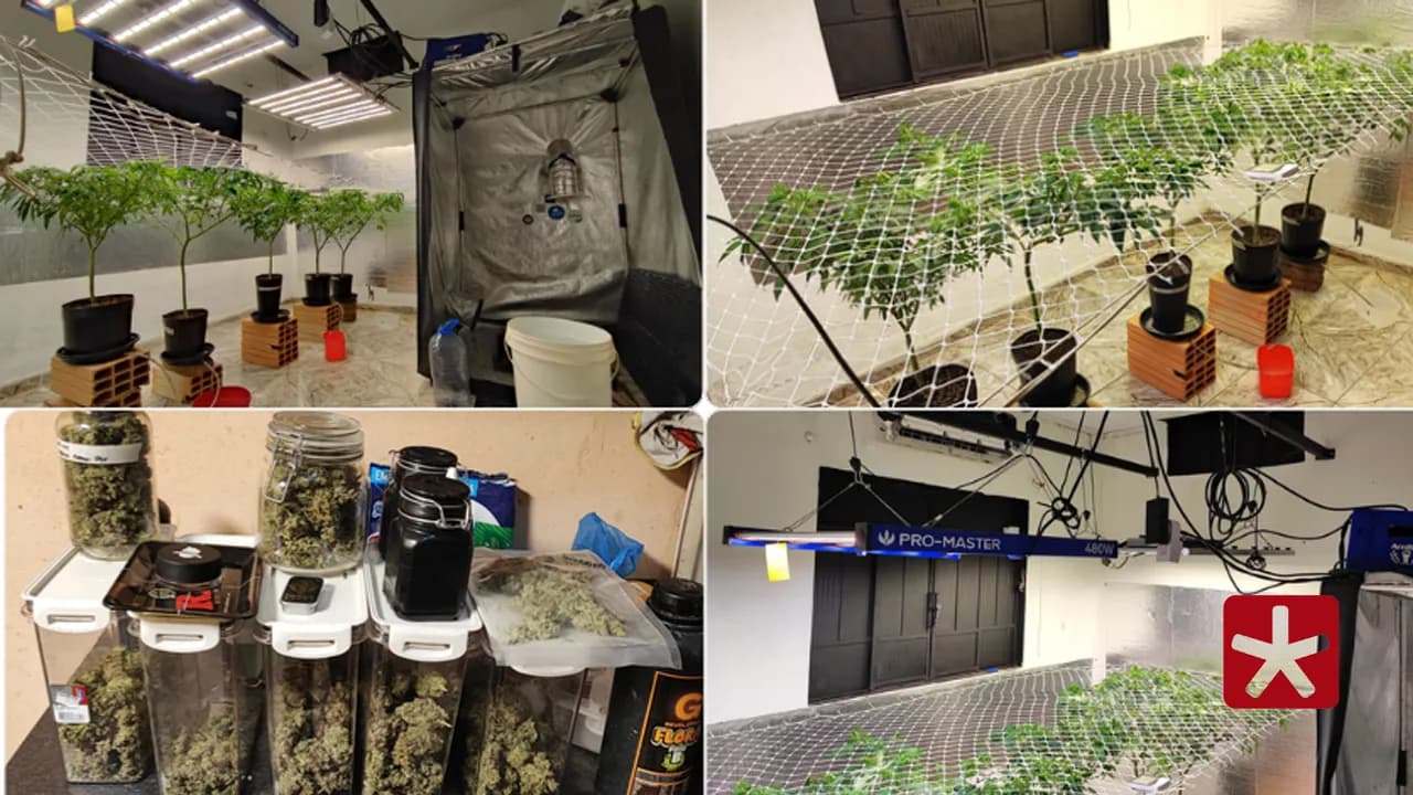 Casa tinha estufa equipada, iluminação artificial, aquecimento, bancadas e pés de maconha