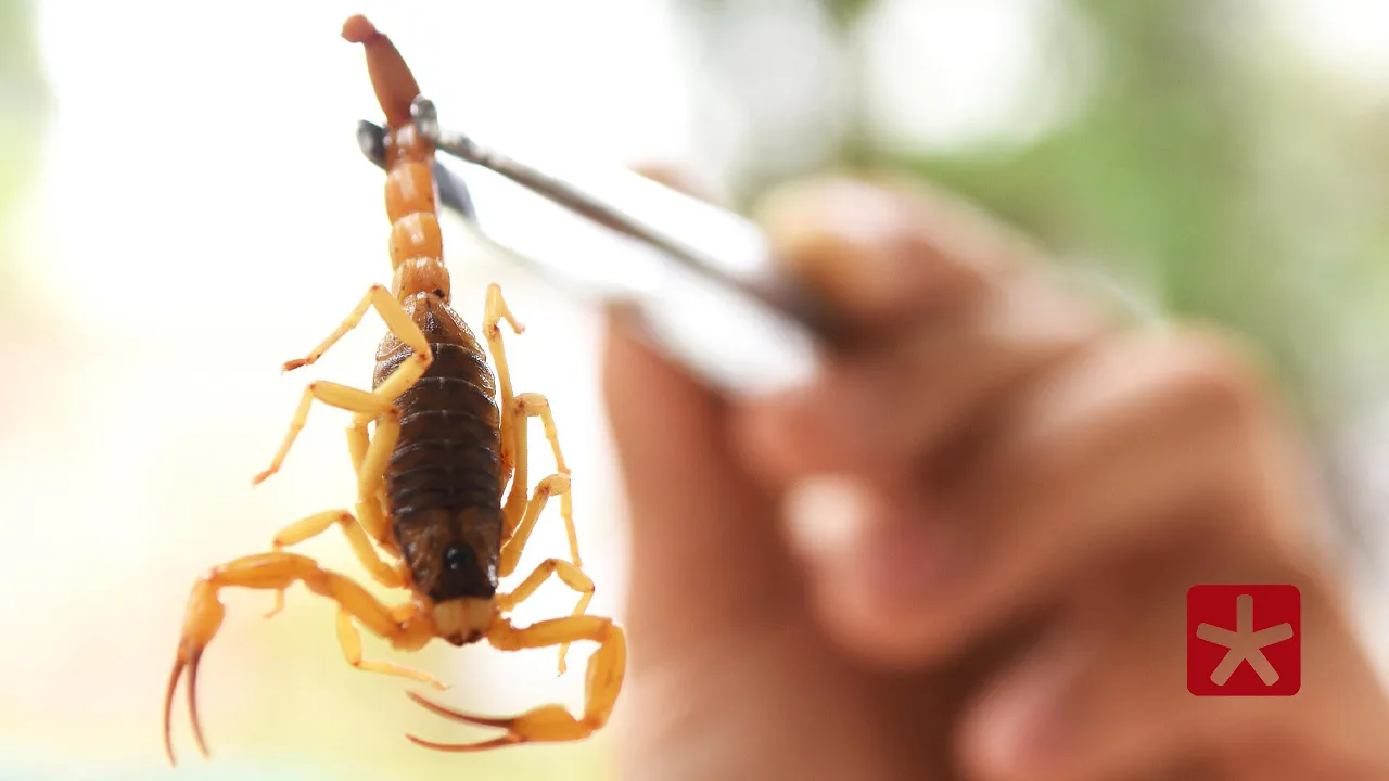 Consumidora relatou que estava experimentando roupa quando foi picada nas nádegas