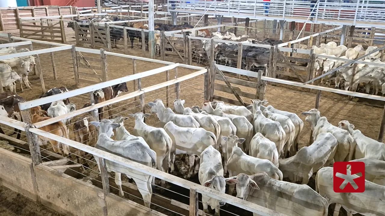 Produtor rural enfrenta momento de incerteza com diminuição de gado e queda de preços