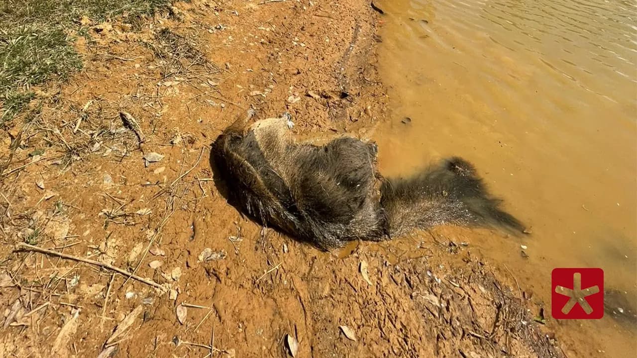 Ausência do animal afeta diretamente a agricultura no controle natural de pragas