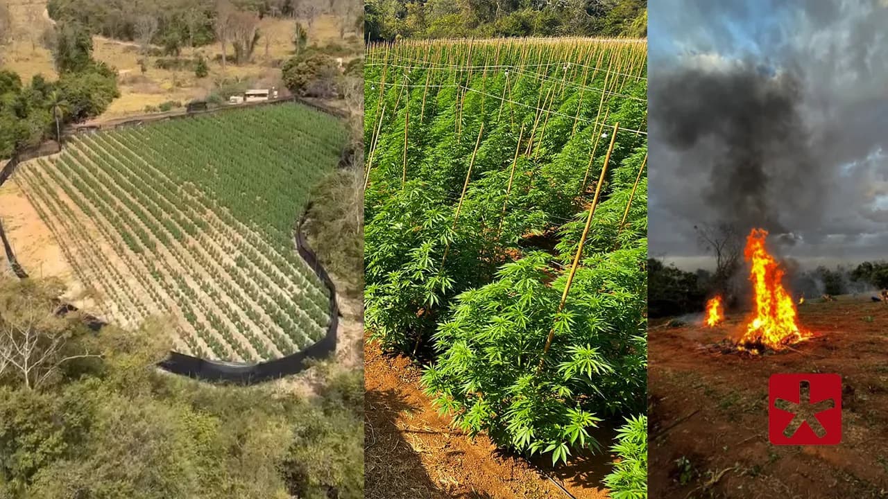 Operação Mandrágora: polícia localiza plantação com cerca de 6 mil pés de maconha