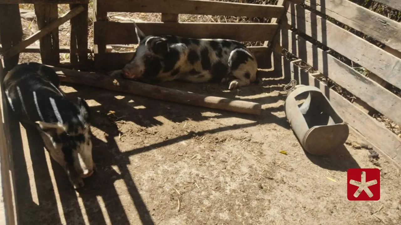 Polícia registra flagrante de maus-tratos a animais e apreende veículo adulterado