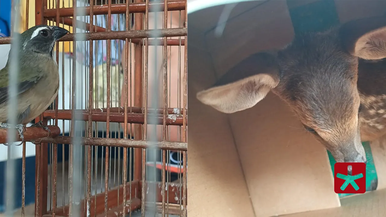 Ação da Polícia Militar de Meio Ambiente flagrou os animais mantidos ilegalmente em propriedade na comunidade de Leal