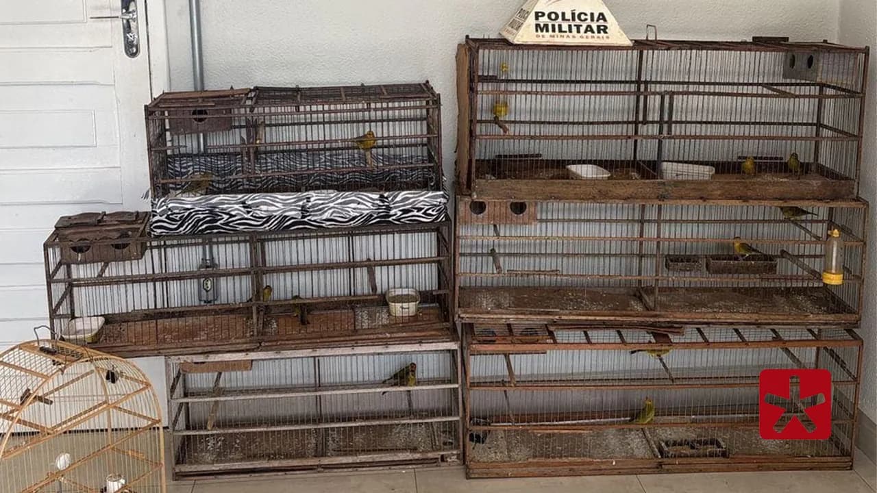 Gaiolas foram vistas penduradas em residência localizada em área de invasão 