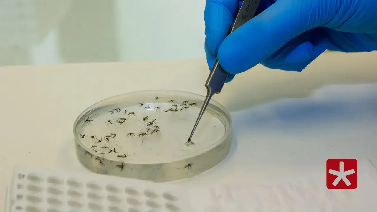 Doenças virais como dengue e zika aumentam com a chegada do período chuvoso