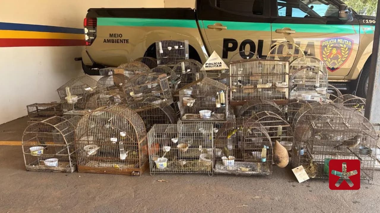 Polícia de Meio Ambiente flagra homem com 83 pássaros em cativeiro