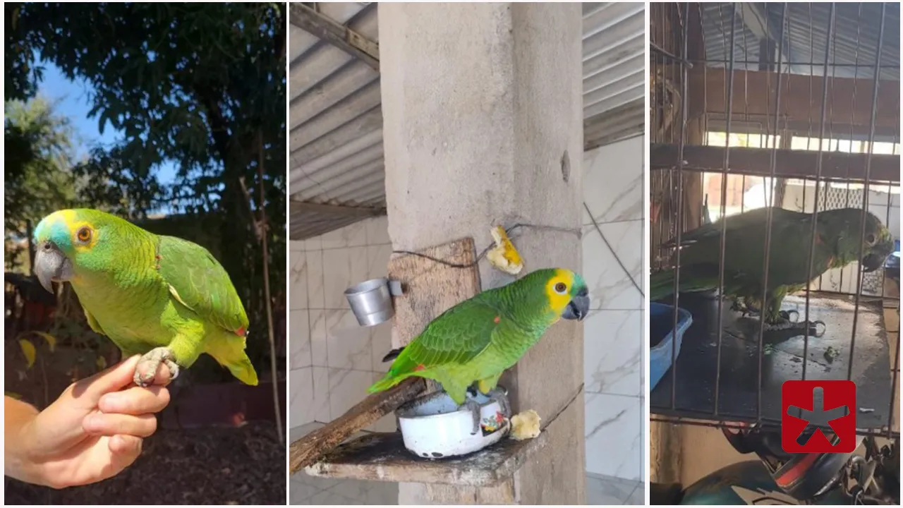 Operação Fauna: mulheres são presas por manter papagaios em cativeiro
