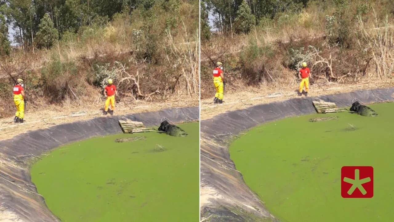 Animal foi resgatado com fraqueza e hipotérmico na manhã deste sábado (13) 