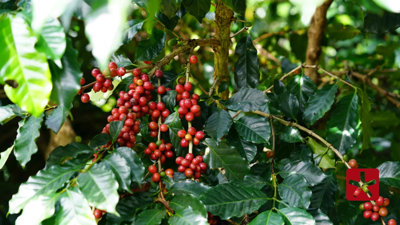 Desempenho é devido ao segmento das lavouras, que deve alcançar R$ 113,8 bilhões