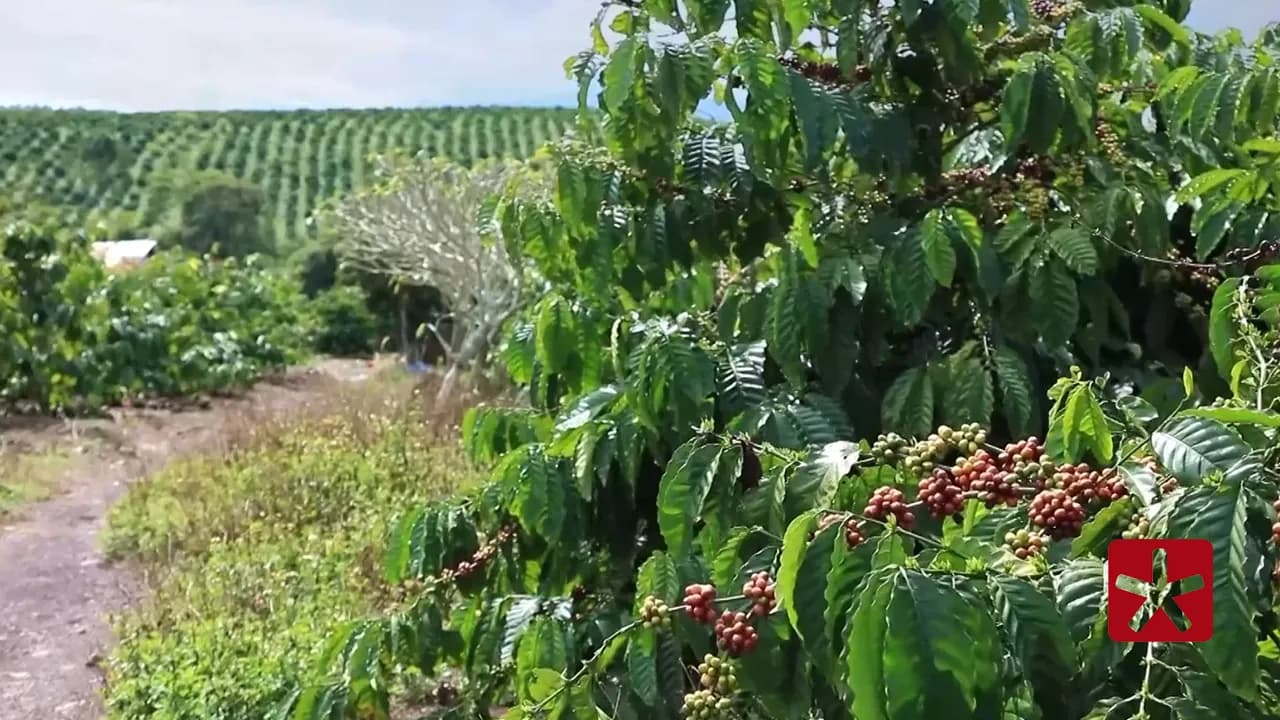 Valor Bruto da Produção agropecuária mineira mantém estimativa de crescimento recorde
