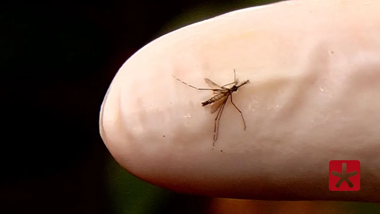 Governo mobiliza todo o estado para Dia D de combate ao Aedes aegypti