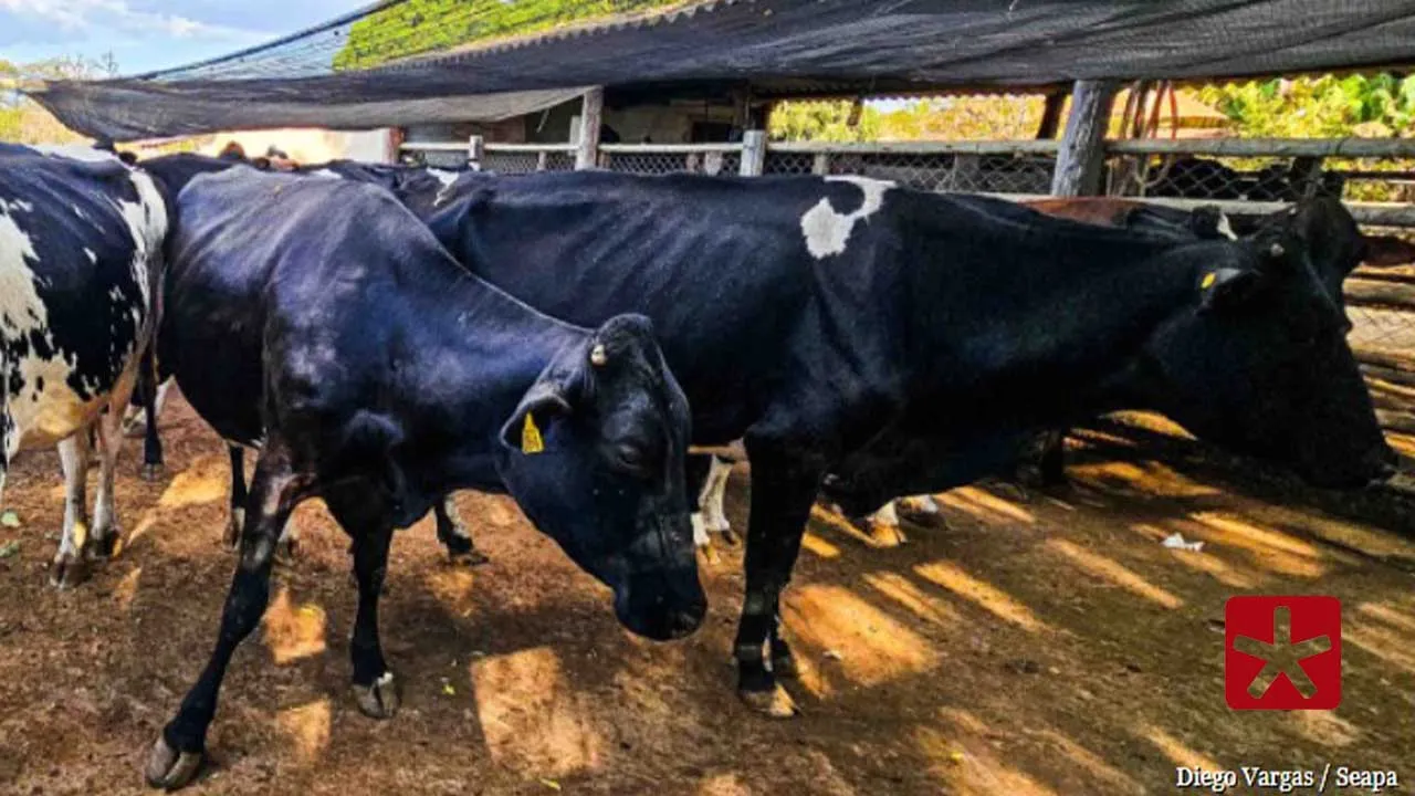 Emater alerta sobre importância da vacinação e do controle de parasitas no rebanho bovino