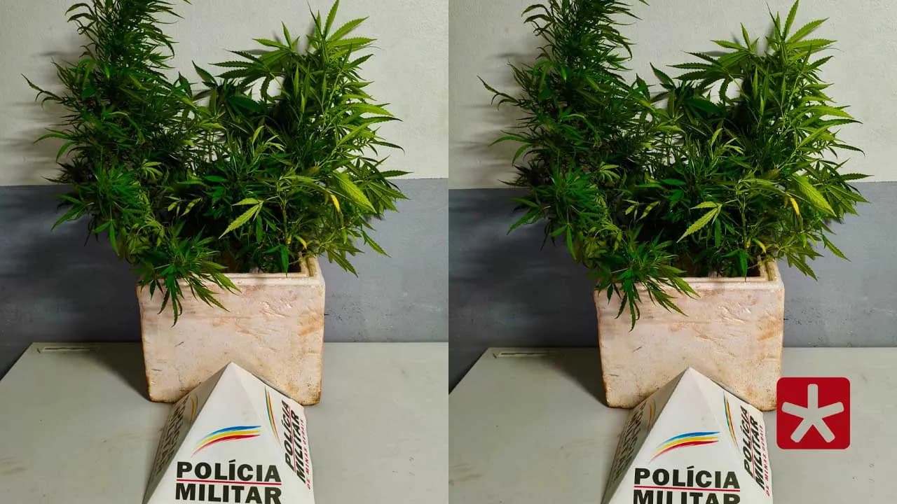 Suspeito de 27 anos agrediu a companheira, ameaçou moradores e mantinha pés de maconha na residência e na propriedade rural do pai.