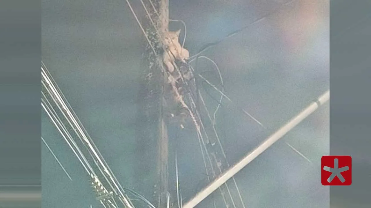 Gato é resgatado de poste de iluminação pública durante chuva