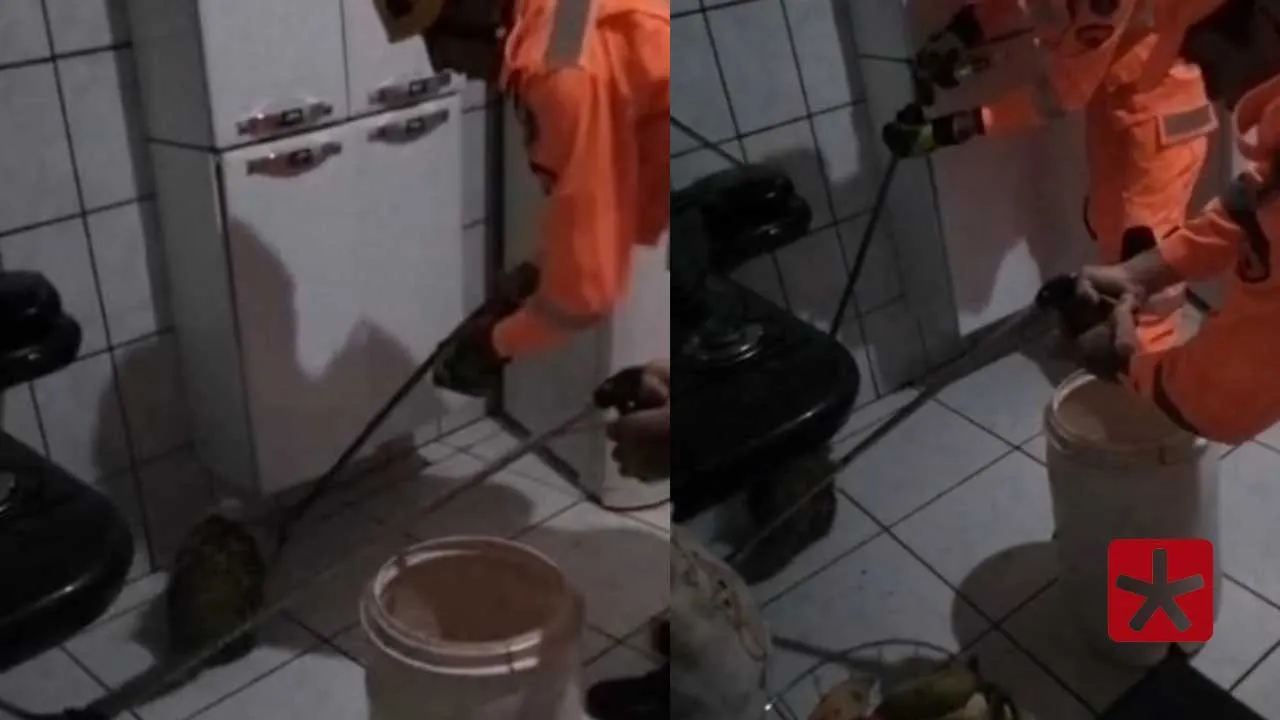 Ouriço-cacheiro invade casa e mobiliza Bombeiros