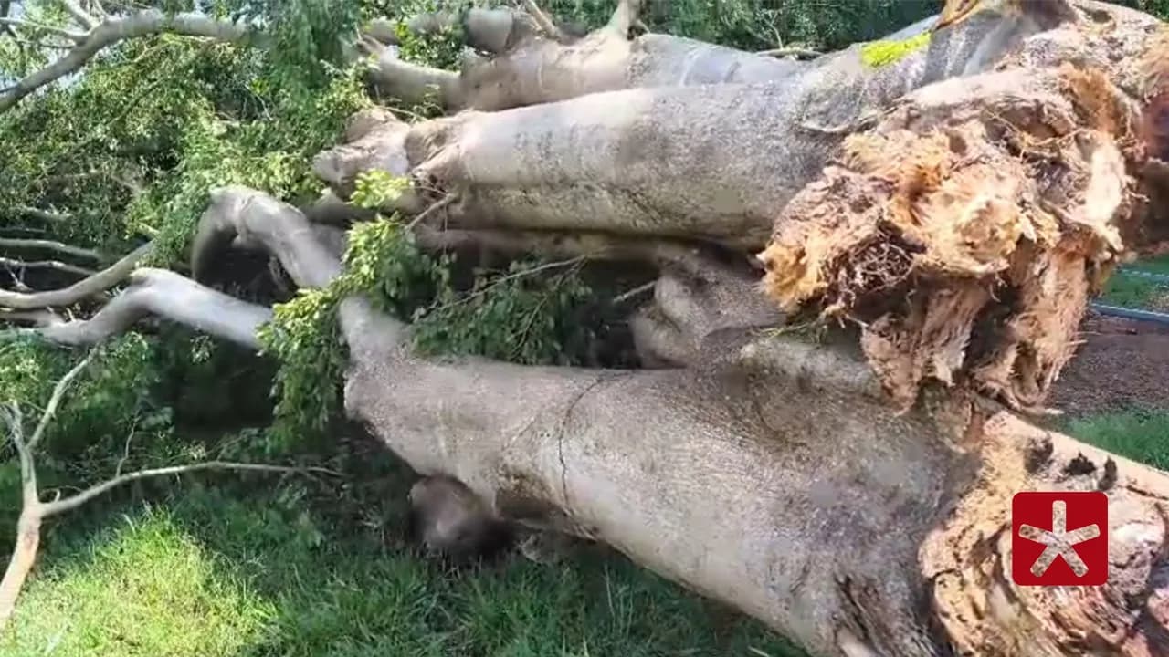 Tempestade assusta moradores e derruba dezenas de árvores em área rural de Patos de Minas