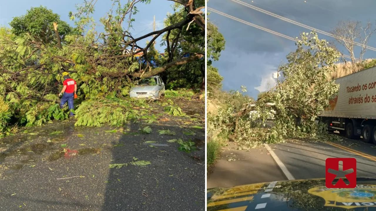 Quedas de árvores interditam rodovia e causam danos em Patos de Minas durante chuva