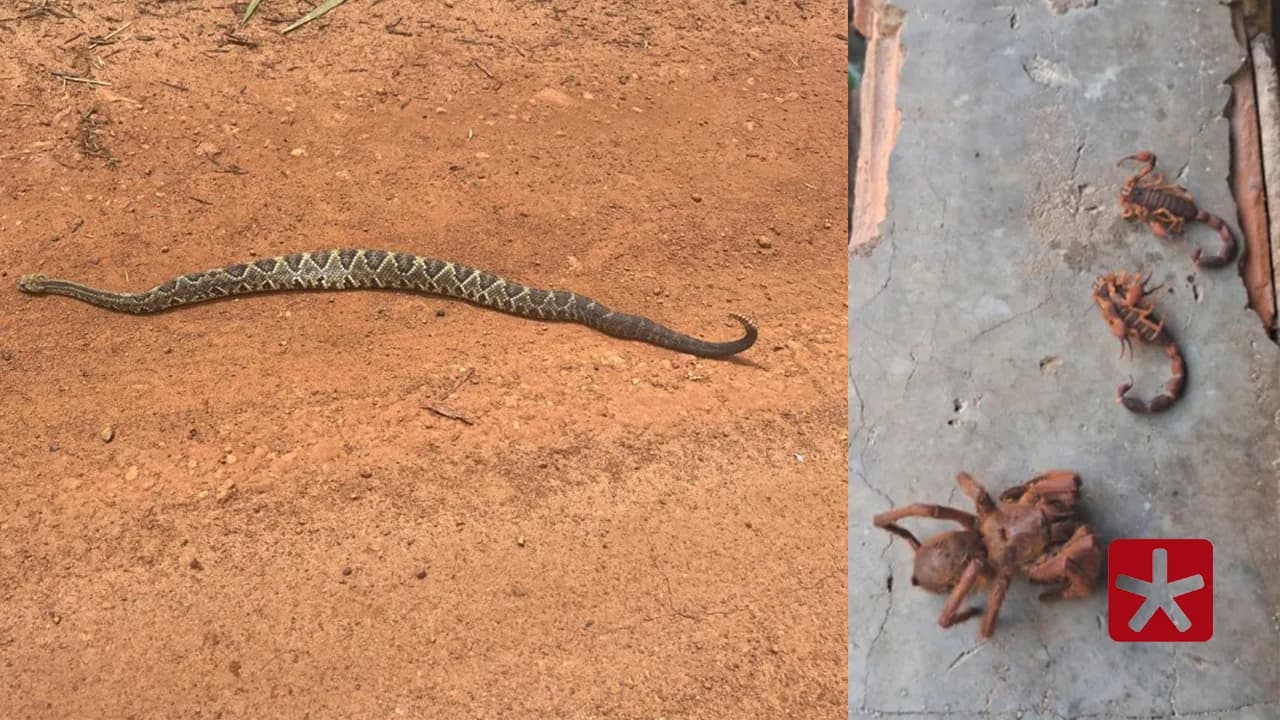 Imóvel localizado na Rua José Broca, esquina com Maria Tavares, em frente ao campo, gera reclamações por mato alto e presença de cobras, escorpiões e aranhas