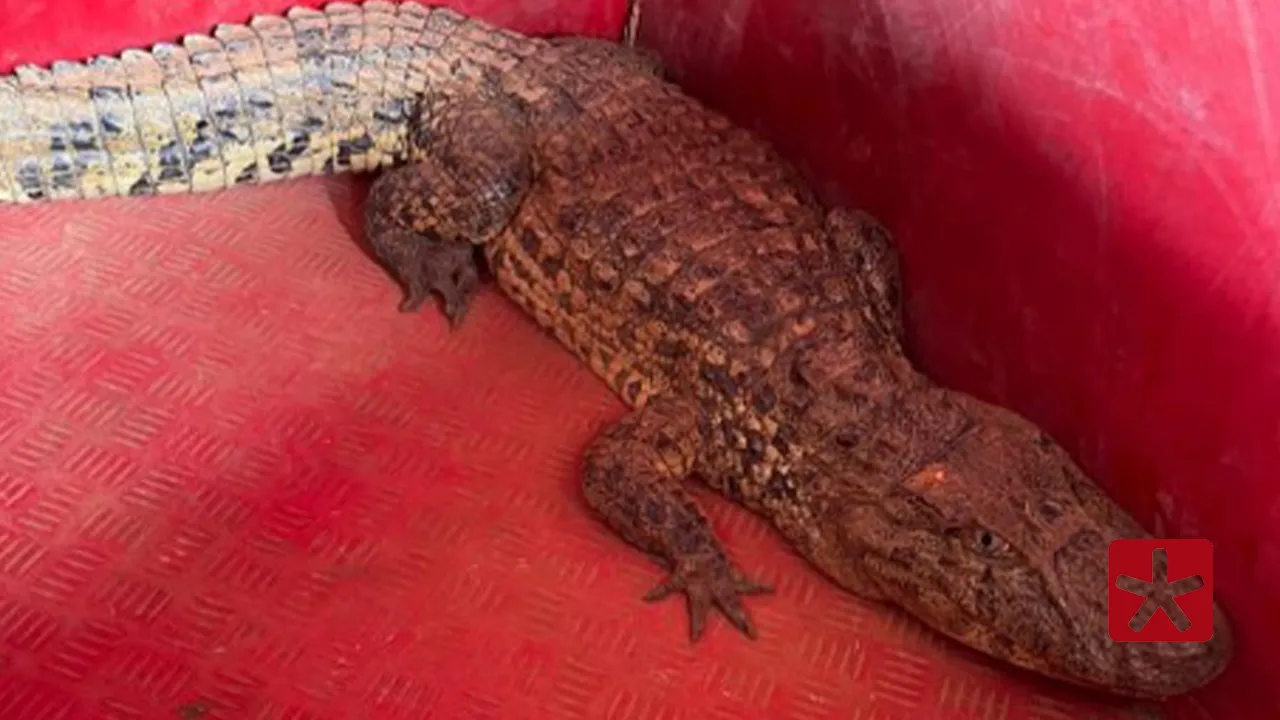 Ele foi levado para o Centro de Triagem de Animais Silvestres