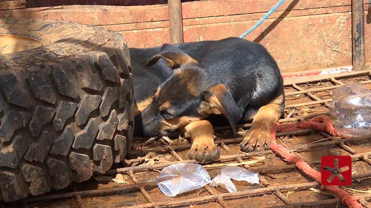 Filhotes ficaram sem comida, água ou proteção contra o tempo por quase 24 horas