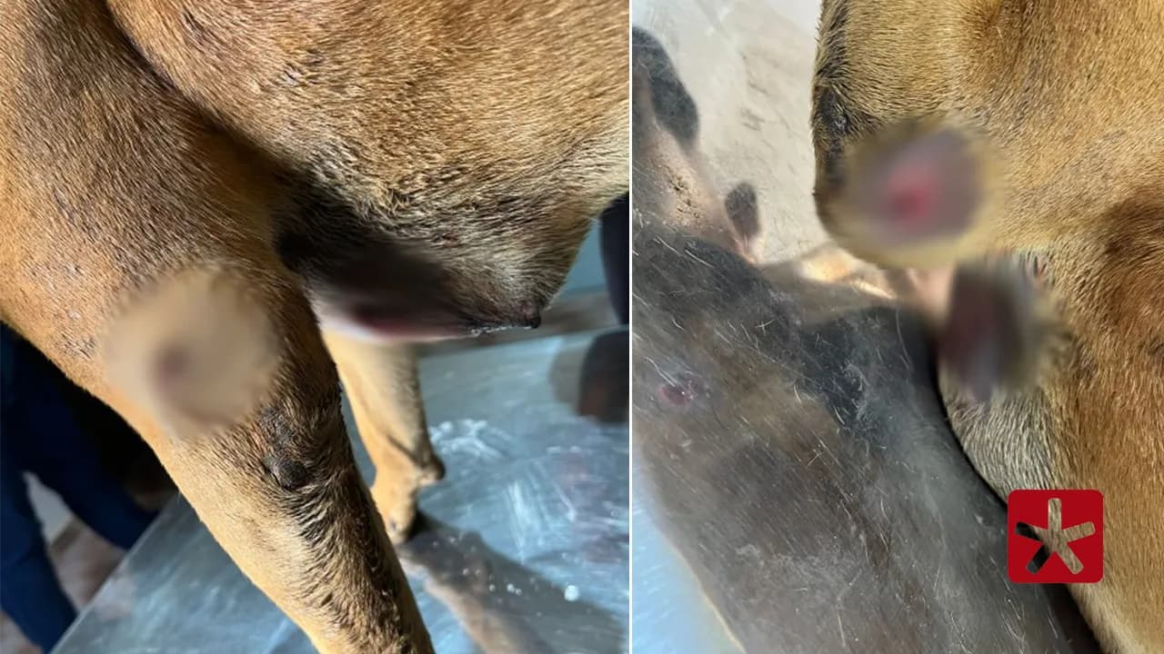 Cadela é baleada e caso revolta moradores em Rio Paranaíba