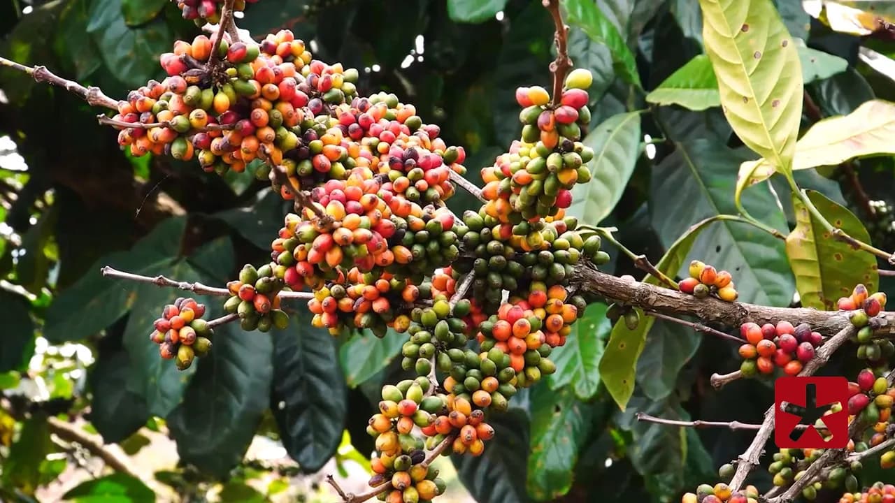 Exportações do agro mineiro alcançam recorde de US$ 18,1 bilhões