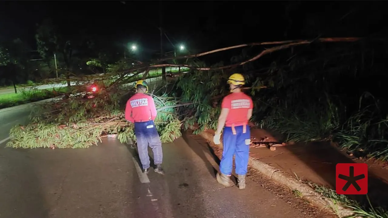 Queda de árvore danifica fiação elétrica e interdita parte da Avenida Fátima Porto