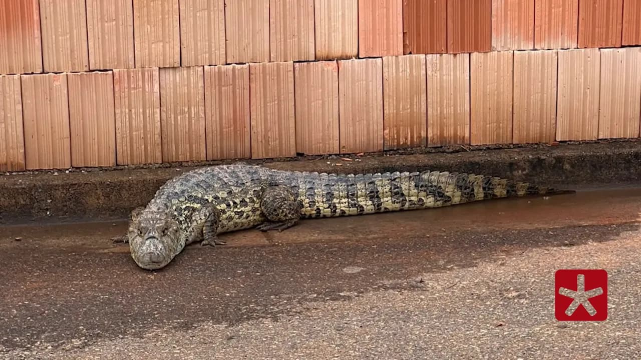 Animal silvestre, com aproximadamente um metro e meio, foi conduzido para área rural