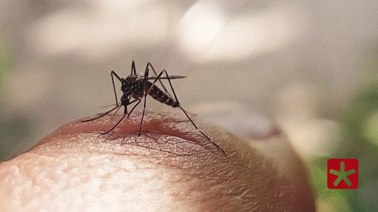 Estado registrou 165.900 casos prováveis da doença até 15 de dezembro deste ano