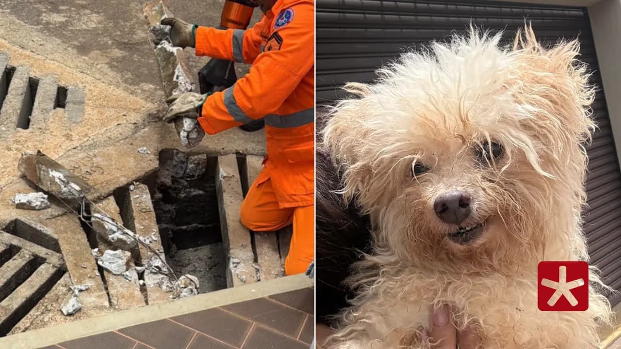 Animal pertencia à criança autista, que estava sofrendo com a ausência do melhor amigo 