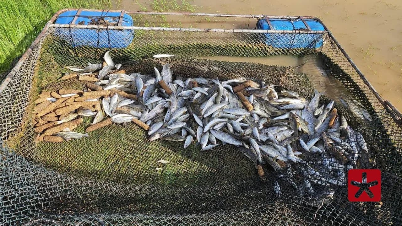 Contagem dos peixes totalizou 68 kg, os quais foram devolvidos ao lago de embarcação 