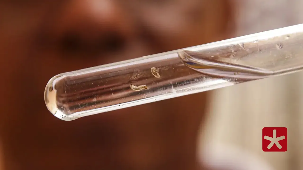 Patos enfrentou, em 2024, grave epidemia com mais de 13 mil casos e seis mortes