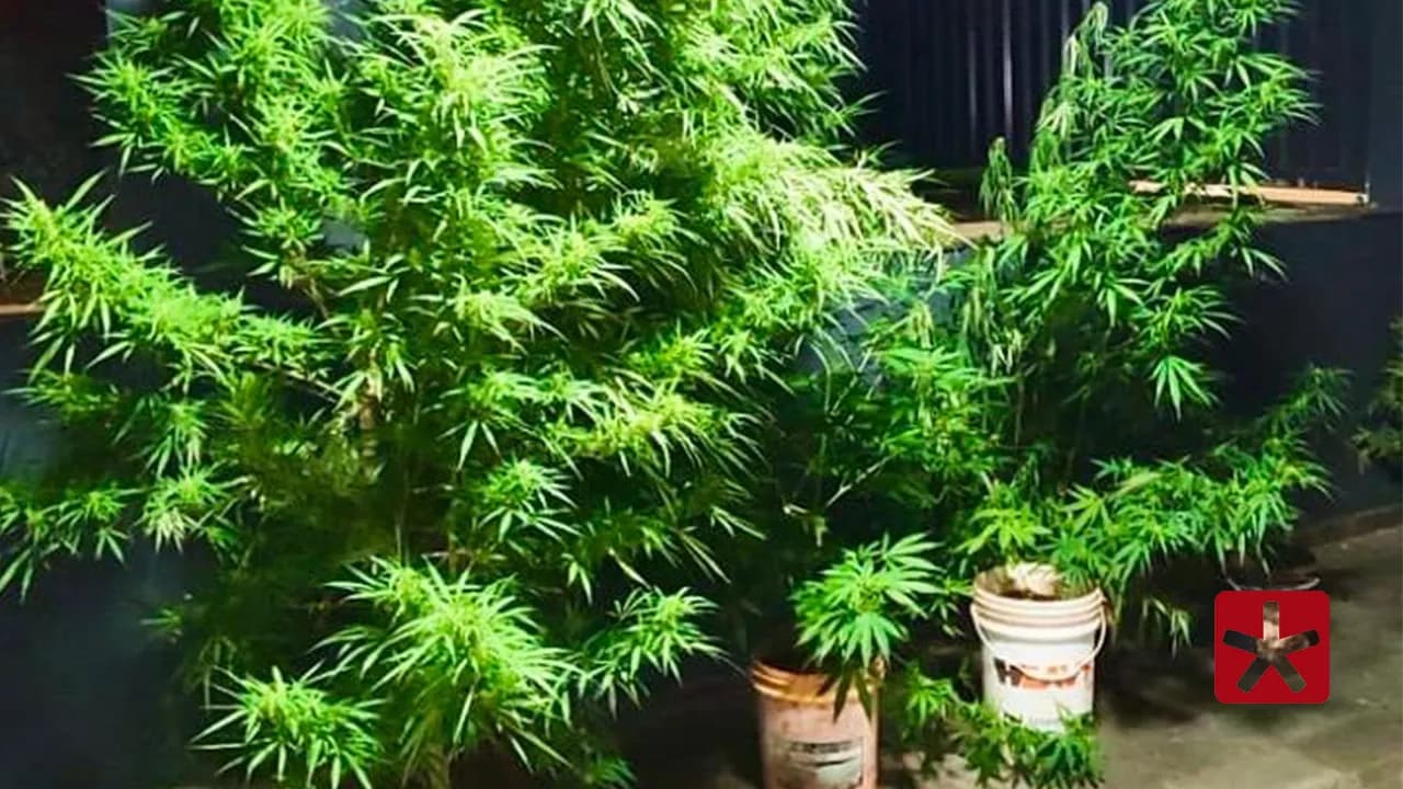 Polícia localiza plantação de maconha em Patos de Minas