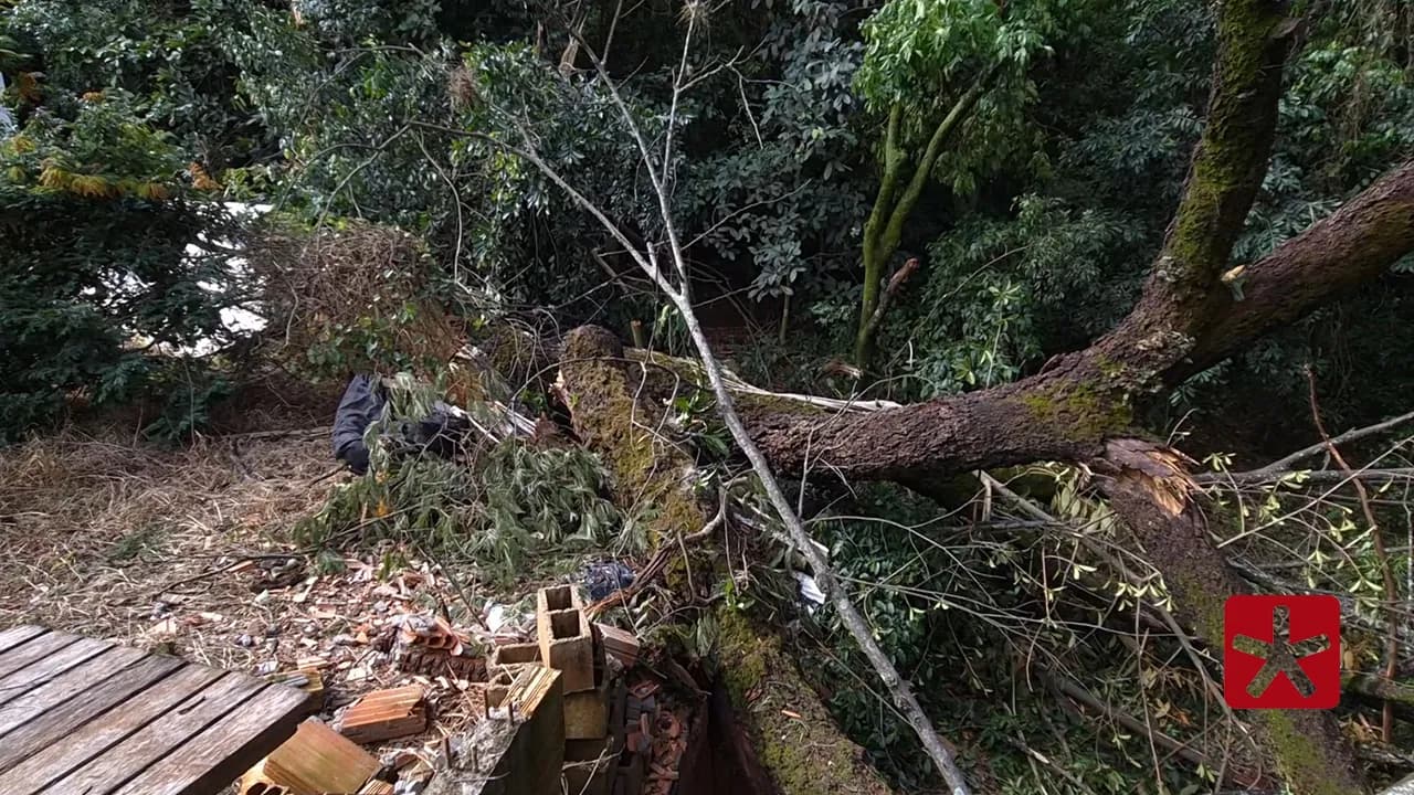 Queda de árvore no Parque do Mocambo provoca danos a imóvel em Patos de Minas