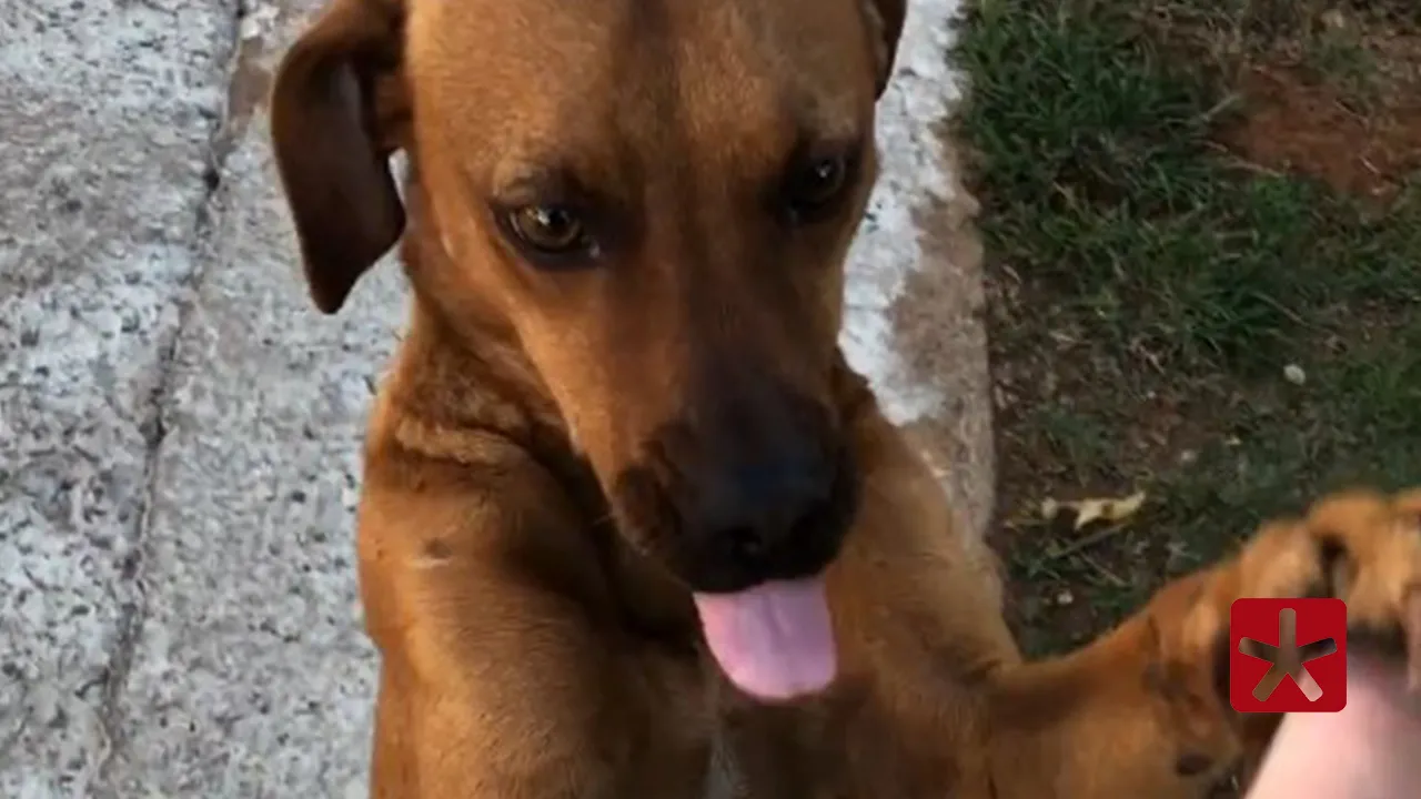 Vaquinha solidária é criada para quitar despesas de cão comunitário vítima de envenenamento